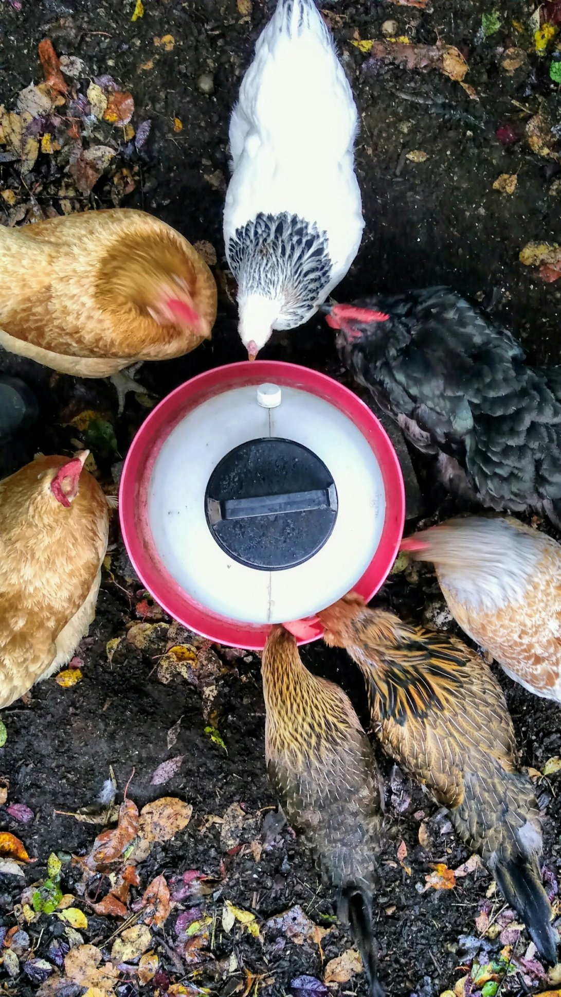 Chickens surrounding watering can, seen from above. Clockwise from midnight: Gluestick Poopypants, Edelweiss, Francesca, Ursa, Naptime, Buff, Carl's Jr